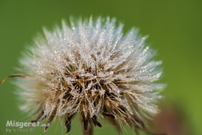 יהלומים בטבע
