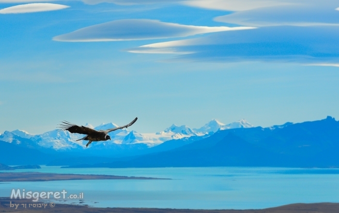 מעוף הקונדור