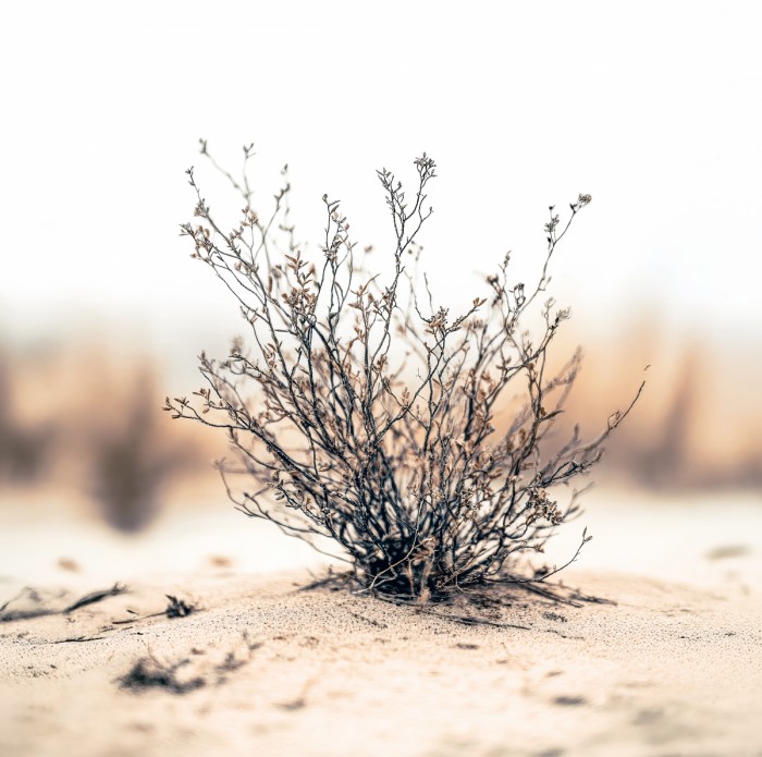 שורש של שקט