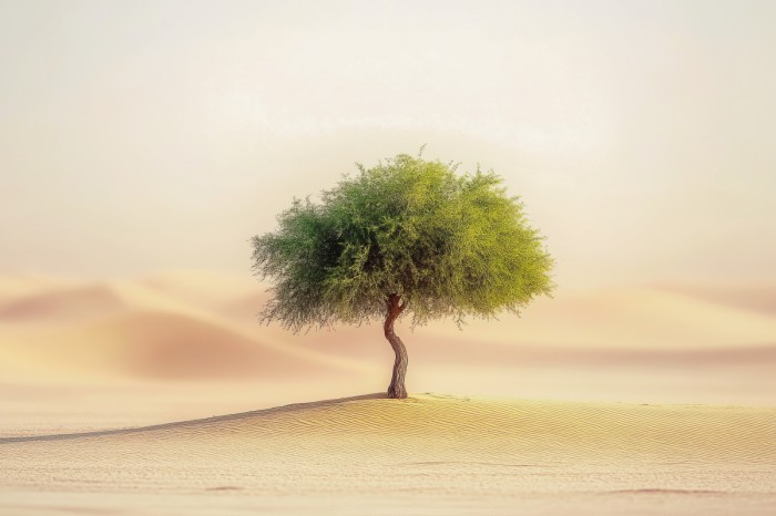 נשימה במדבר