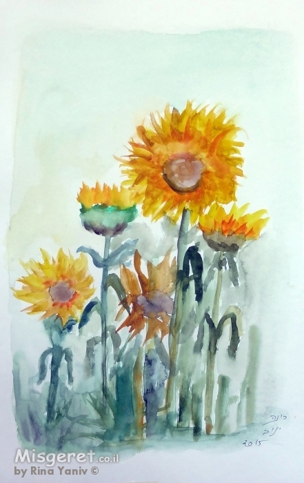 חמניות בשדה