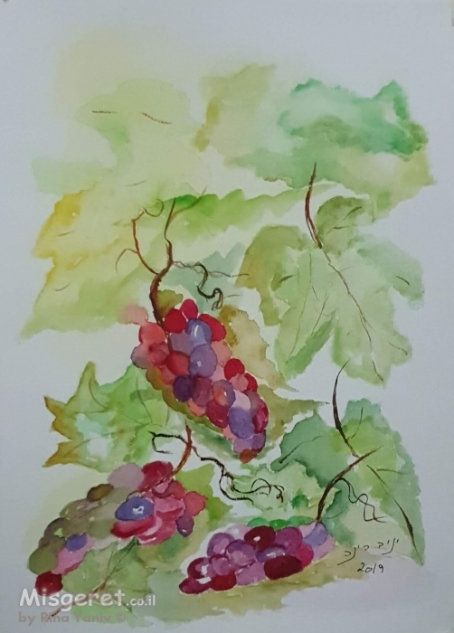 ענבים 2