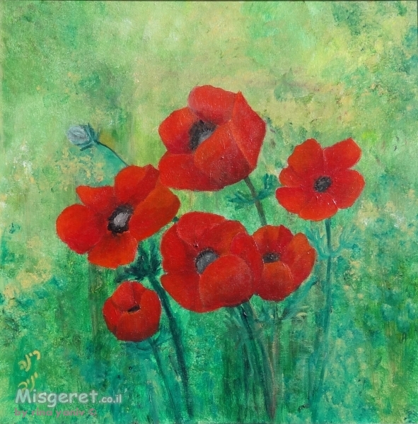 כלניות בשרון