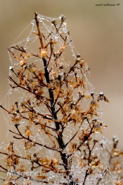 עץ חג המולד