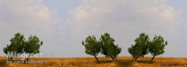 רק בגלל הרוח