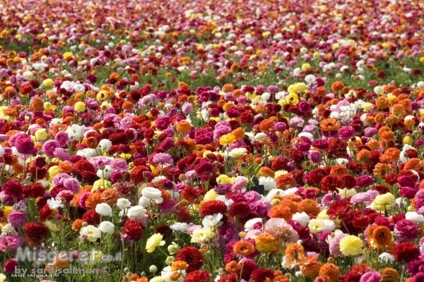 פרחים פרחים