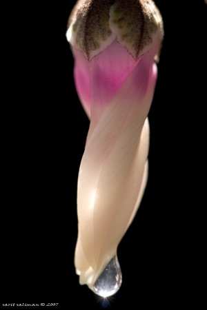 רקפות