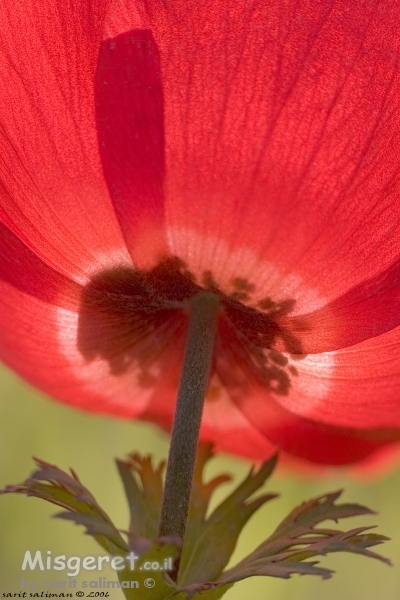 מטריה הפוכה