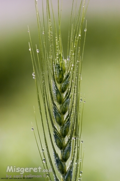 שיבולת וטיפות