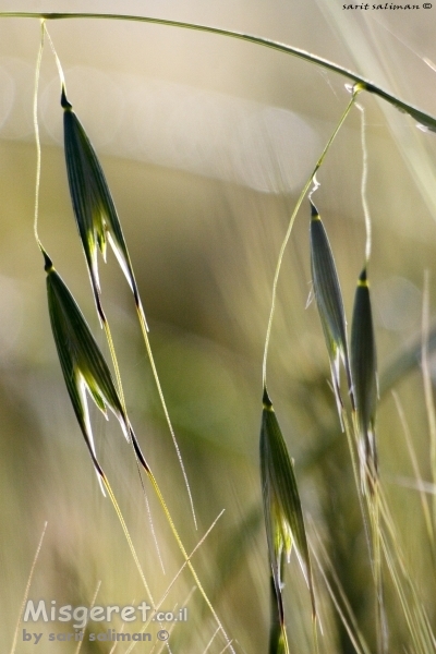 שיבולים מרקדים