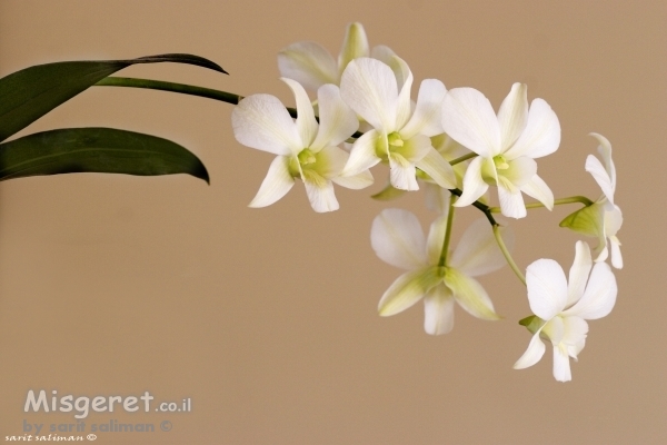 סחלבים לבנים