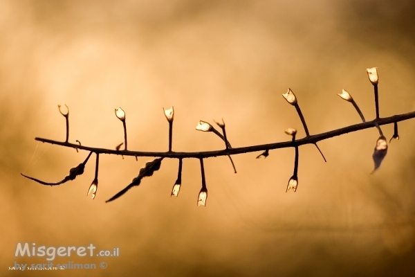 חג המולד מהטבע