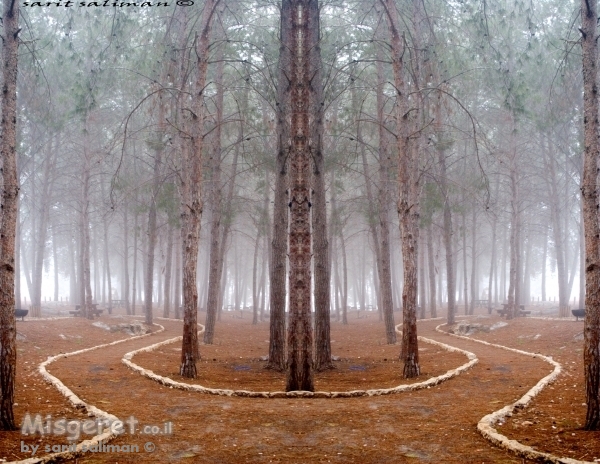 יער קסום צבעוני