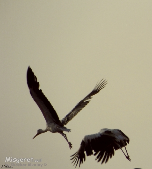 לעוף בשניים