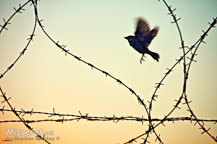 לחופש נולדה