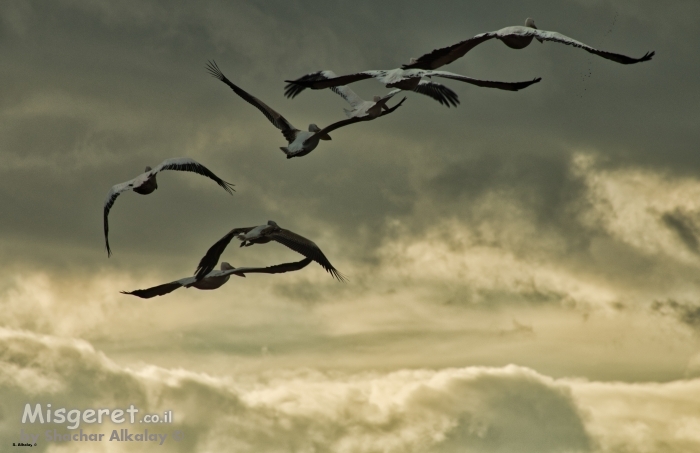 לגעת בשמיים