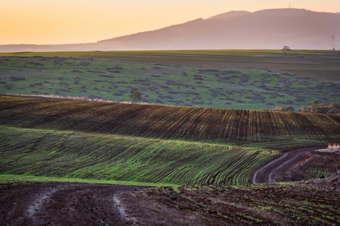 ציורי זריעה