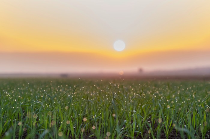 טיפות של זהב