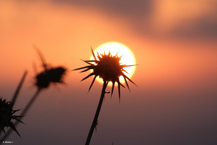 יופיו של קוץ