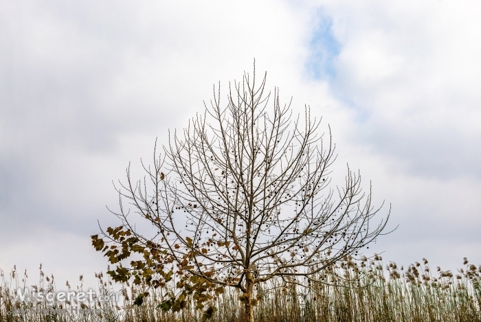 עץ בודד בשלכת
