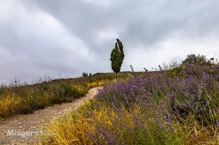 ברוש בין פרחים לעננים