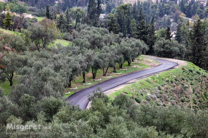 שביל עצי הזית