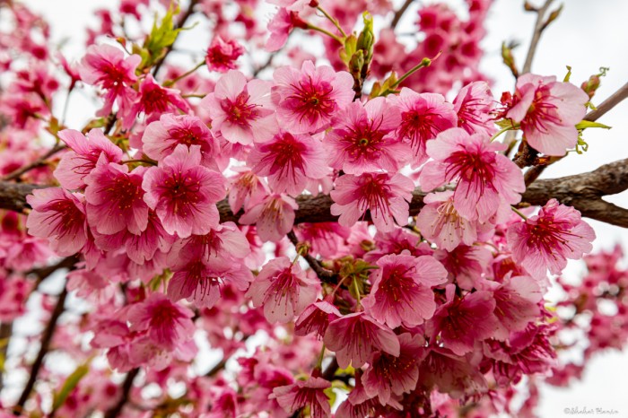 פריחה יפהפייה