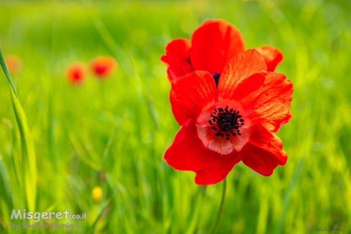 כלניות אדומות בשדה
