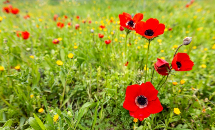 שביל הכלניות