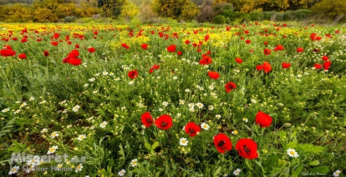 פריחה אביבית