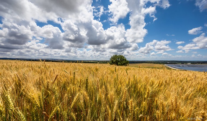 אלון בודד בשדה חיטה
