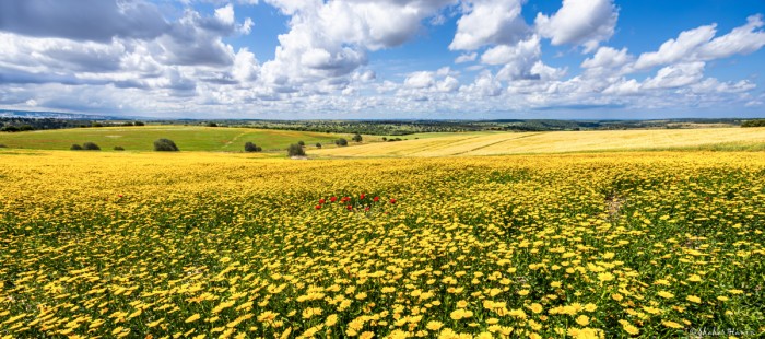 שדות של זהב