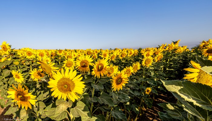 פריחת החמניות