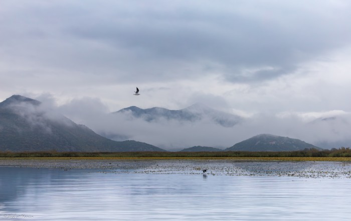 ערפילים באגם