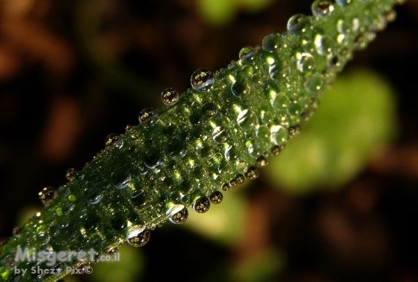 לבבות קטנים
