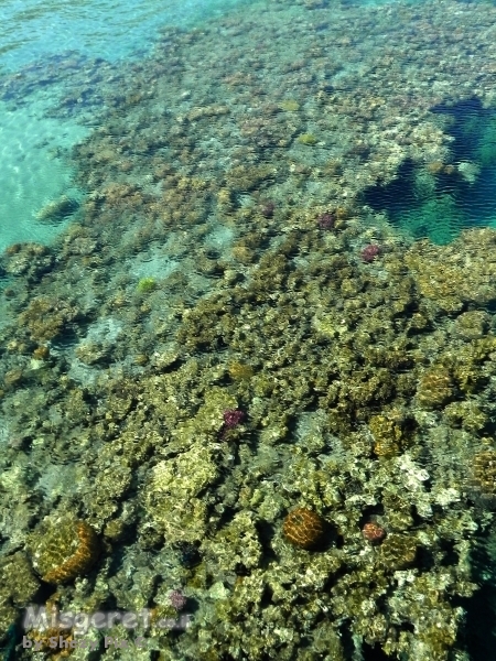 אלמוגים אבסטרקט