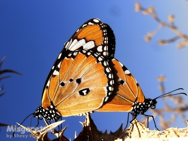 שמיים של אהבה