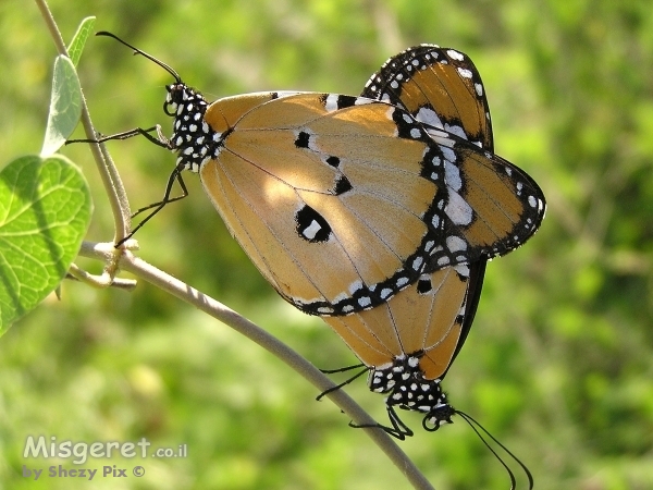 אהבה על גיבעול