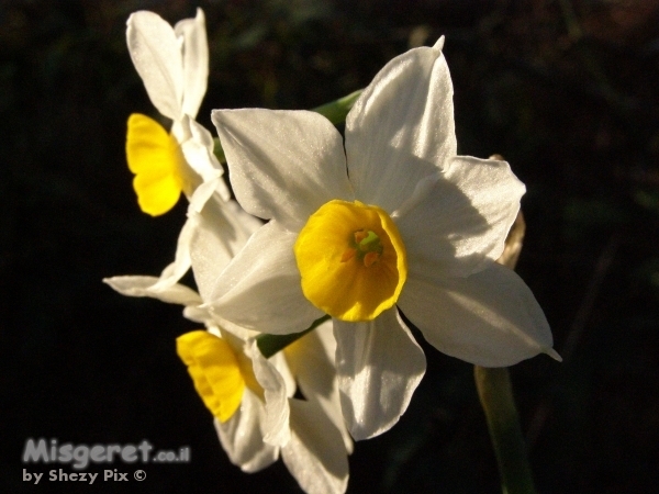 נרקיס מחייך