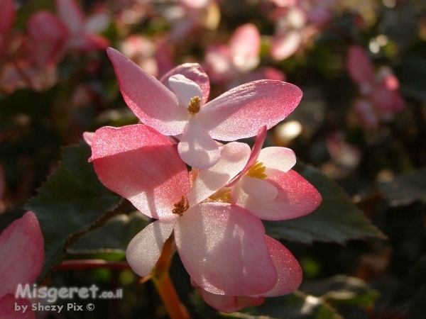 פריחה עם שחר