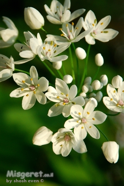 פרחים לבנים