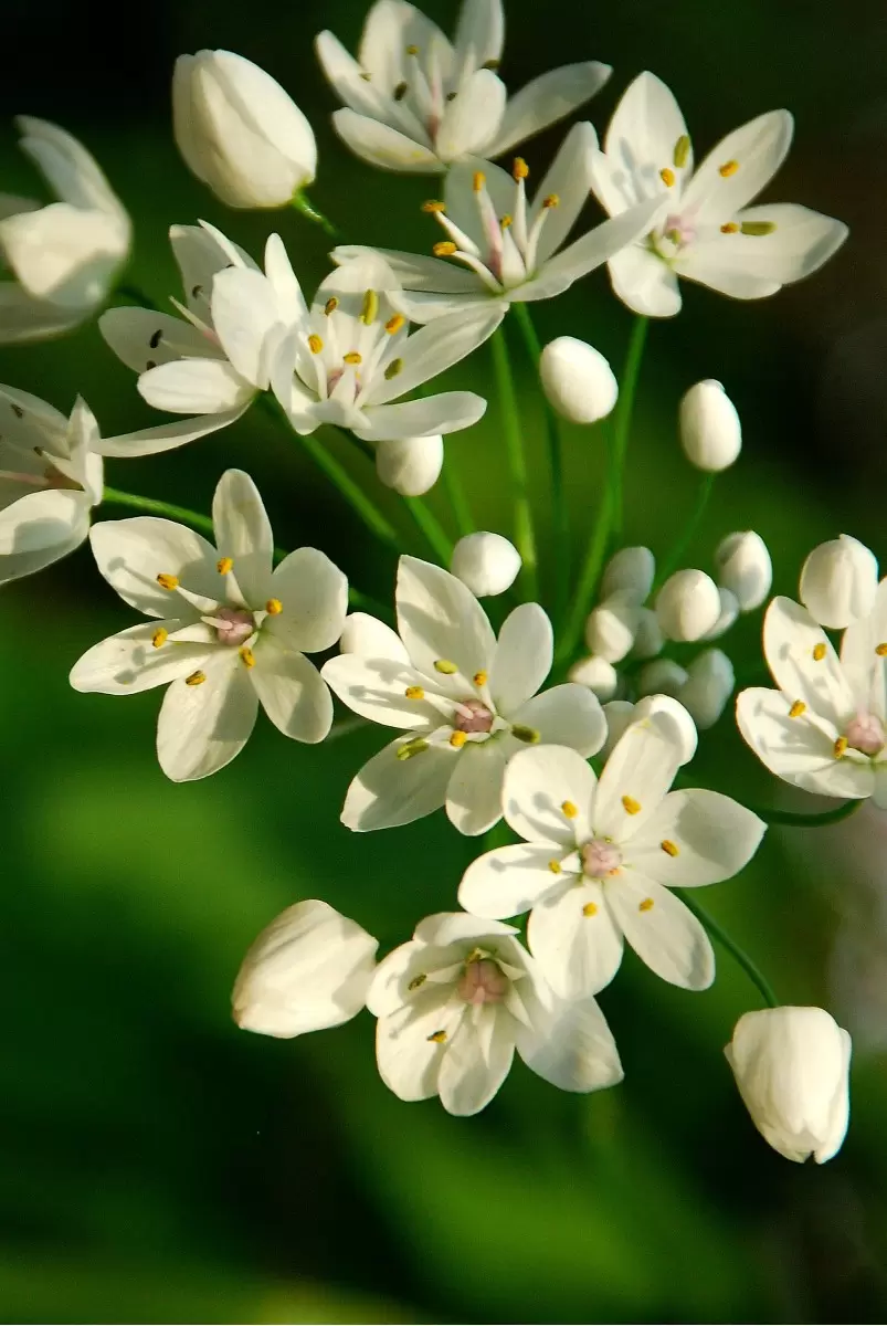 פרחים לבנים - שוש אבן -  - מק''ט: 105172