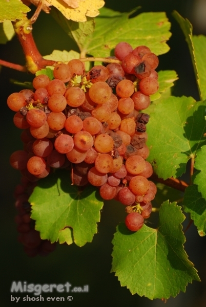 אשכול ענבים