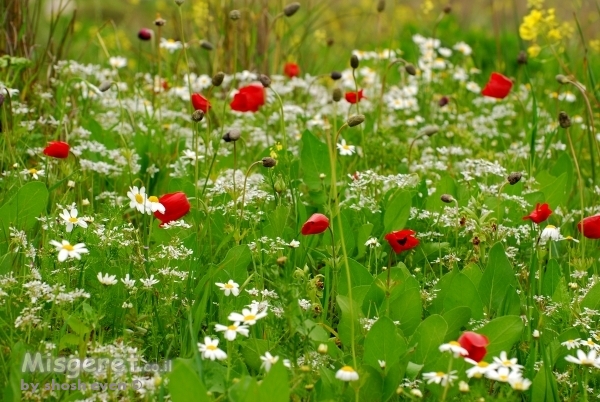 פריחה ישראלית