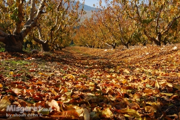 הכל נצבע כתום