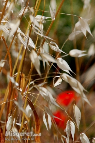 בחצר האחורית