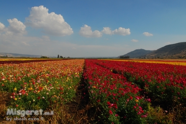 פריחה בצבעי הקשת