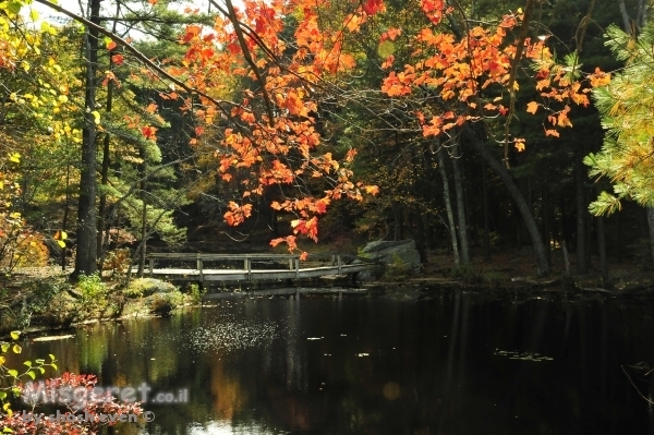 פינה  של סתיו