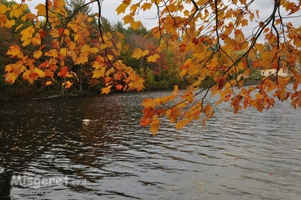 עלים של סתיו