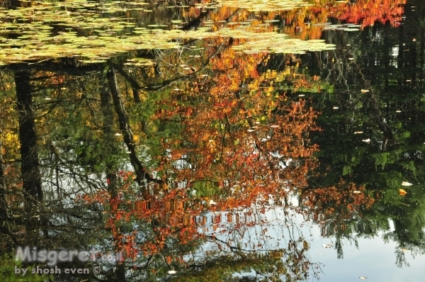 ראי של סתיו